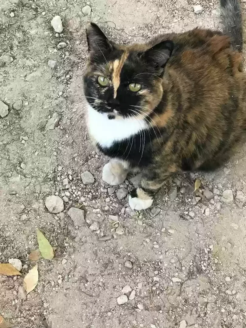 Lost cat in North Las Vegas, NV, 89081