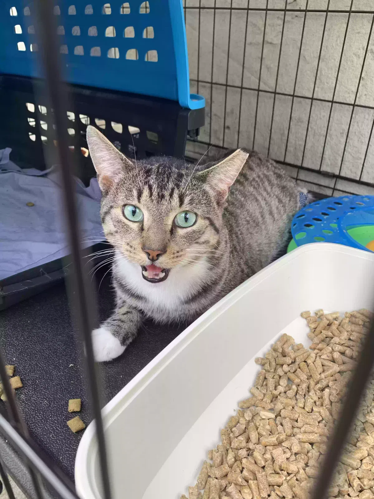 Lost cat in Ridgewood, NY, 11385