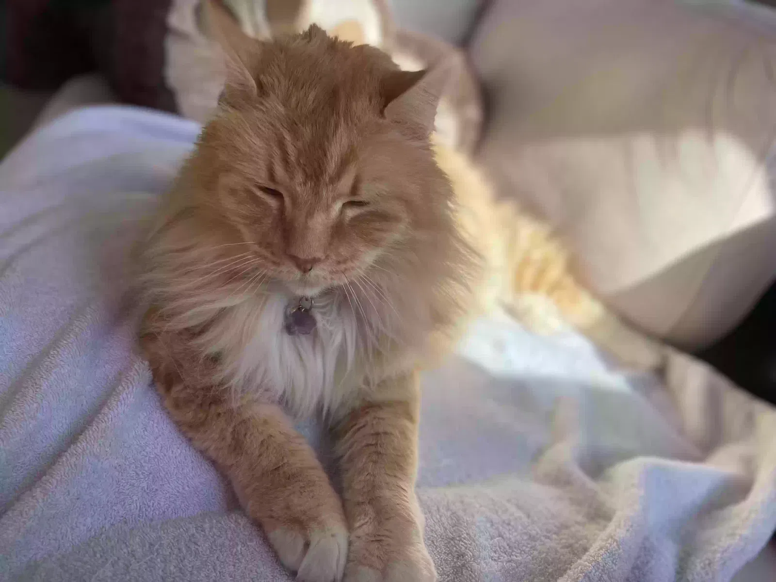 Lost cat in Temecula, CA, 92592