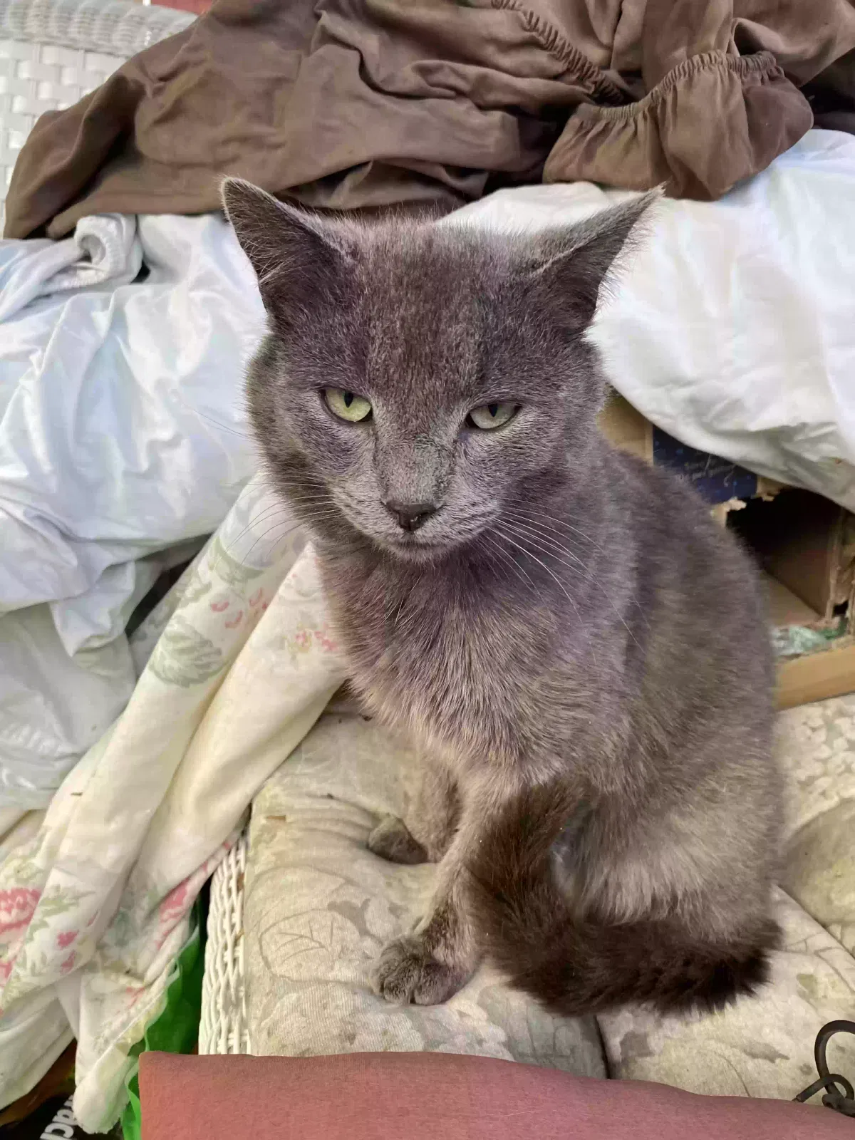 Found cat in Albrightsville, PA, 18210