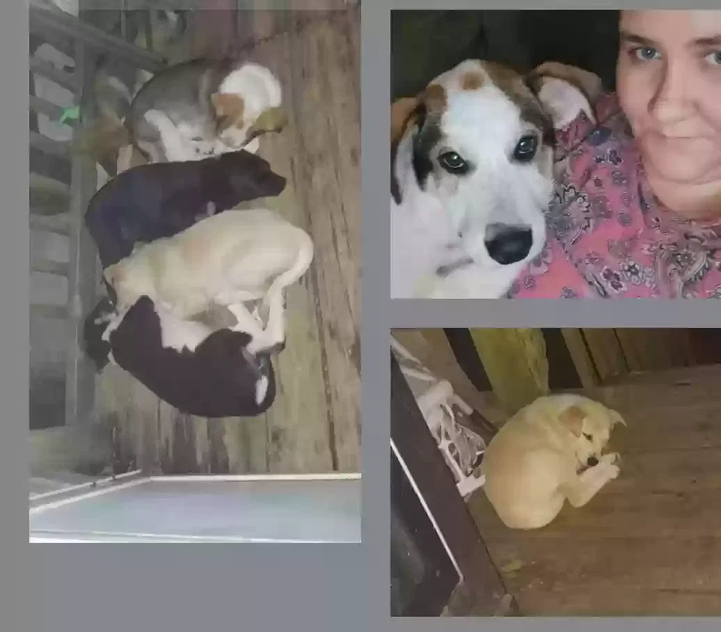Lost dog in Gainesville, GA, 30507