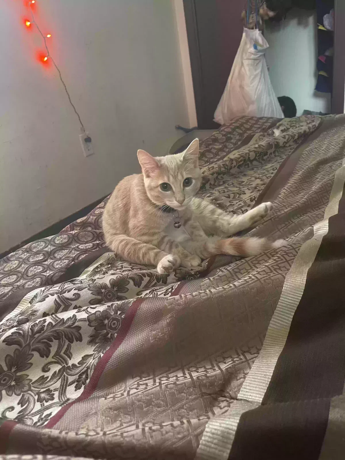 Lost cat in Green Bay, WI, 54303