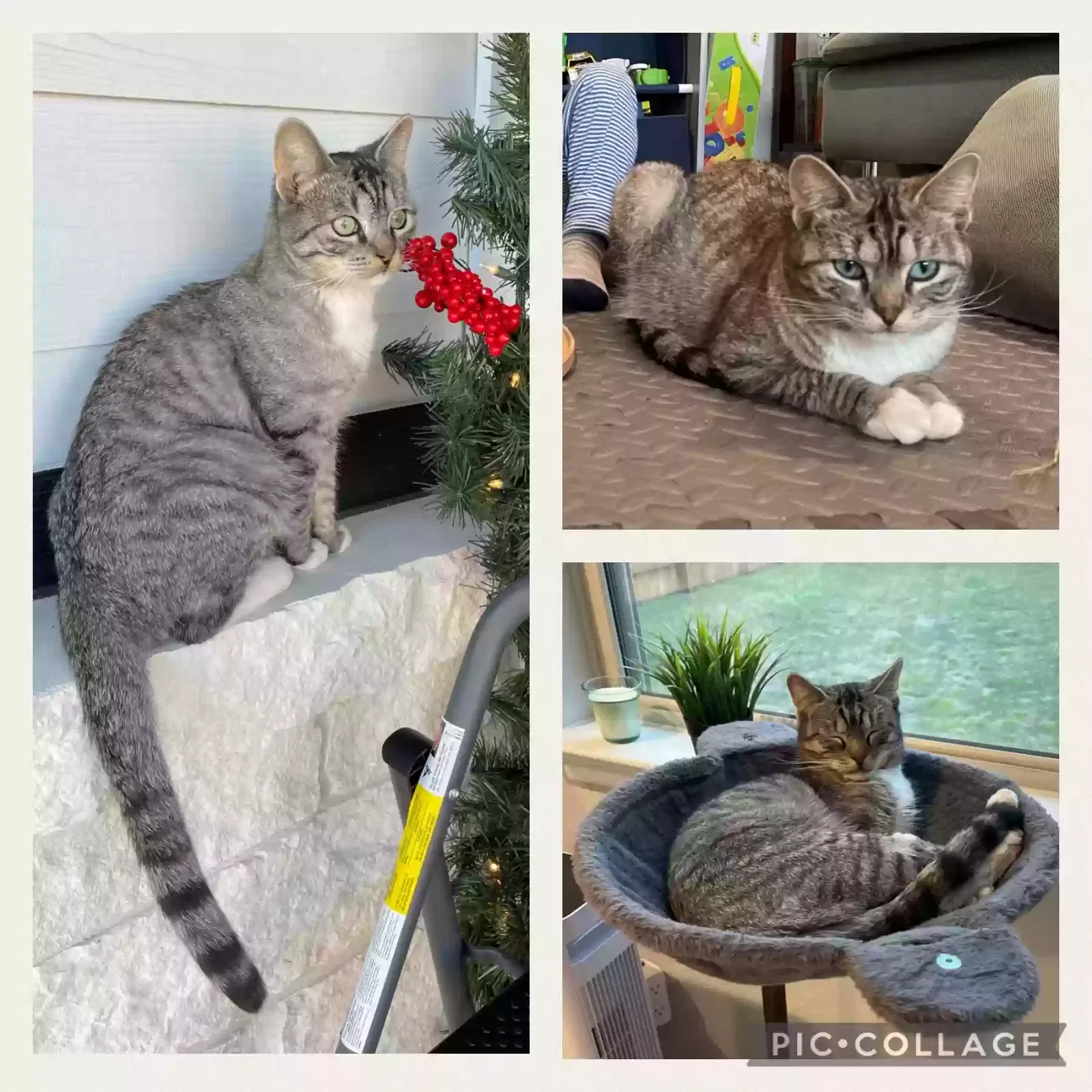 Lost cat in Leander, TX, 78641