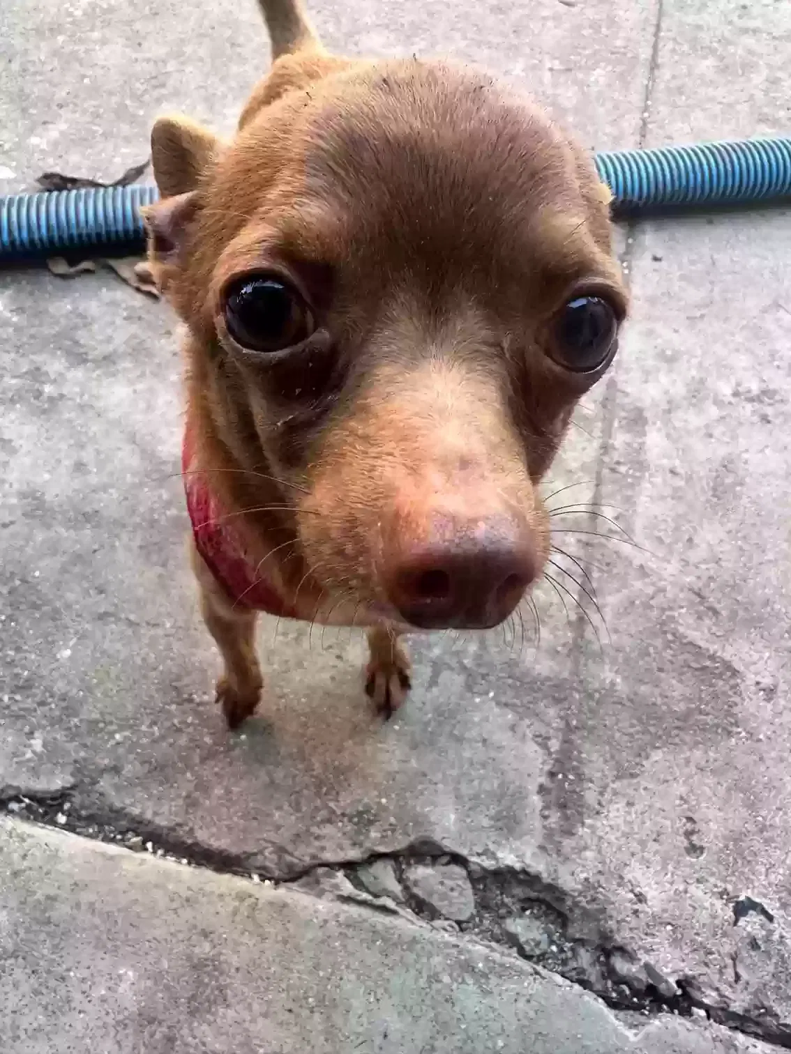 Lost dog in Lynwood, CA, 90262
