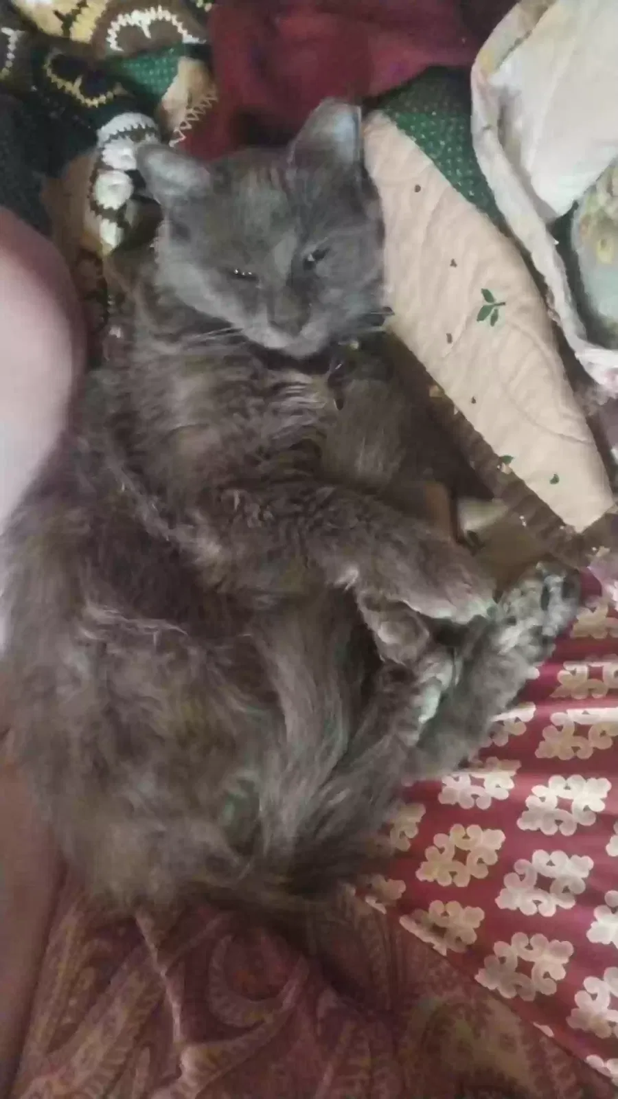 Lost cat in Denton, TX, 76201