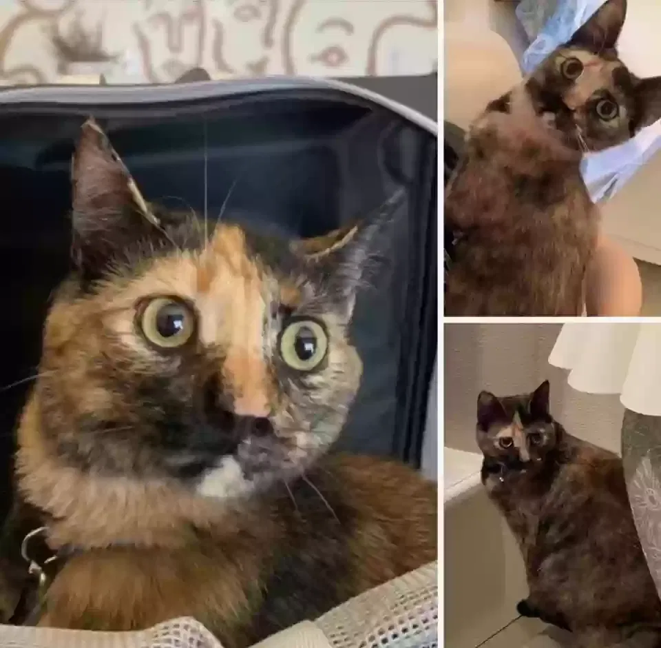 Lost cat in Mount Dora, FL, 32757