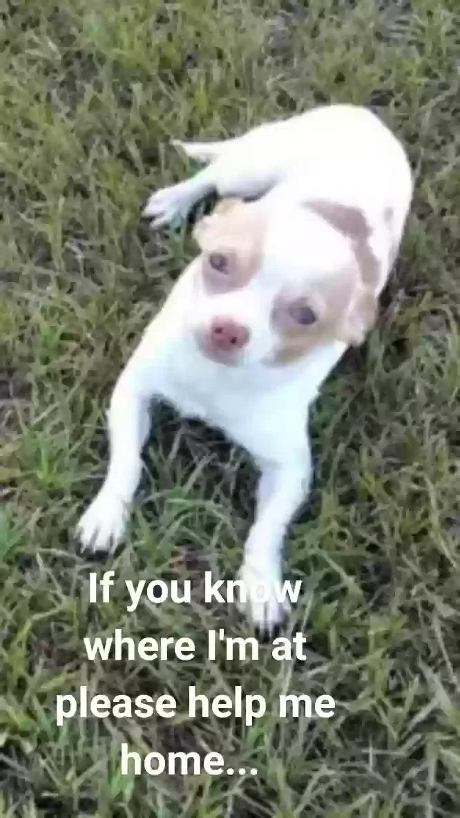 Lost dog in Flomaton, AL, 36441