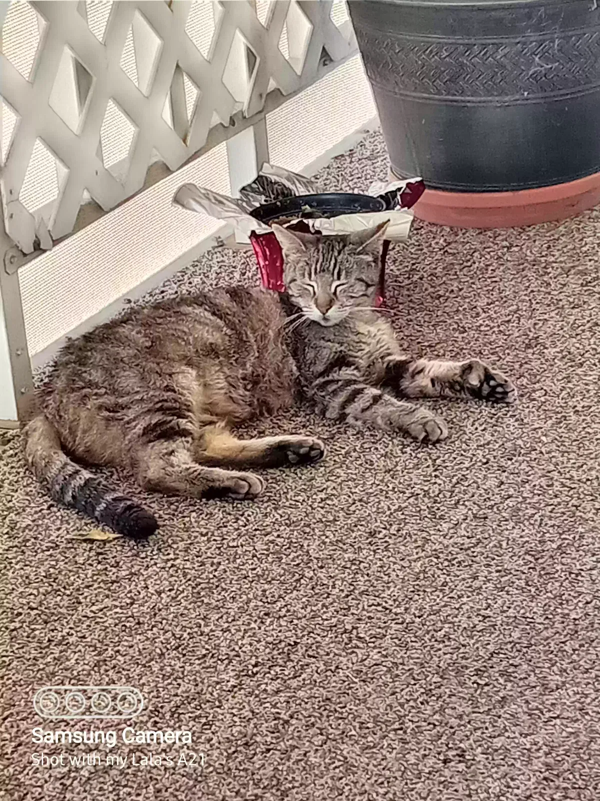 Found cat in Hemet, CA, 92543