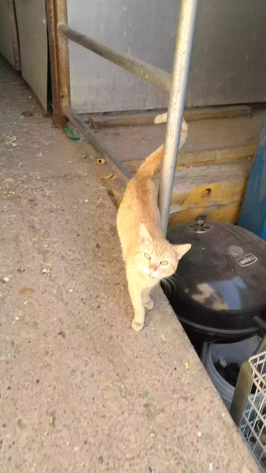 Found cat in Philadelphia, PA, 19144