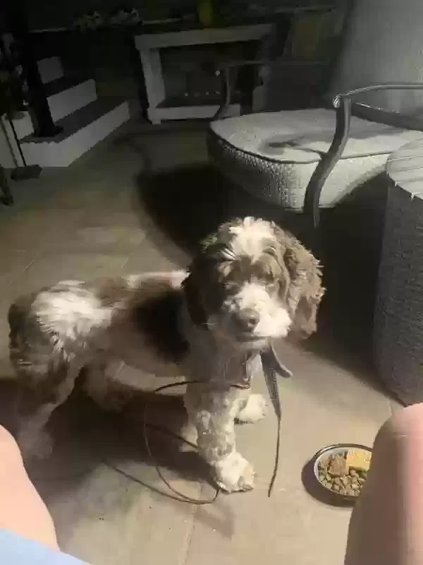 Lost dog in Middle River, MD, 21220