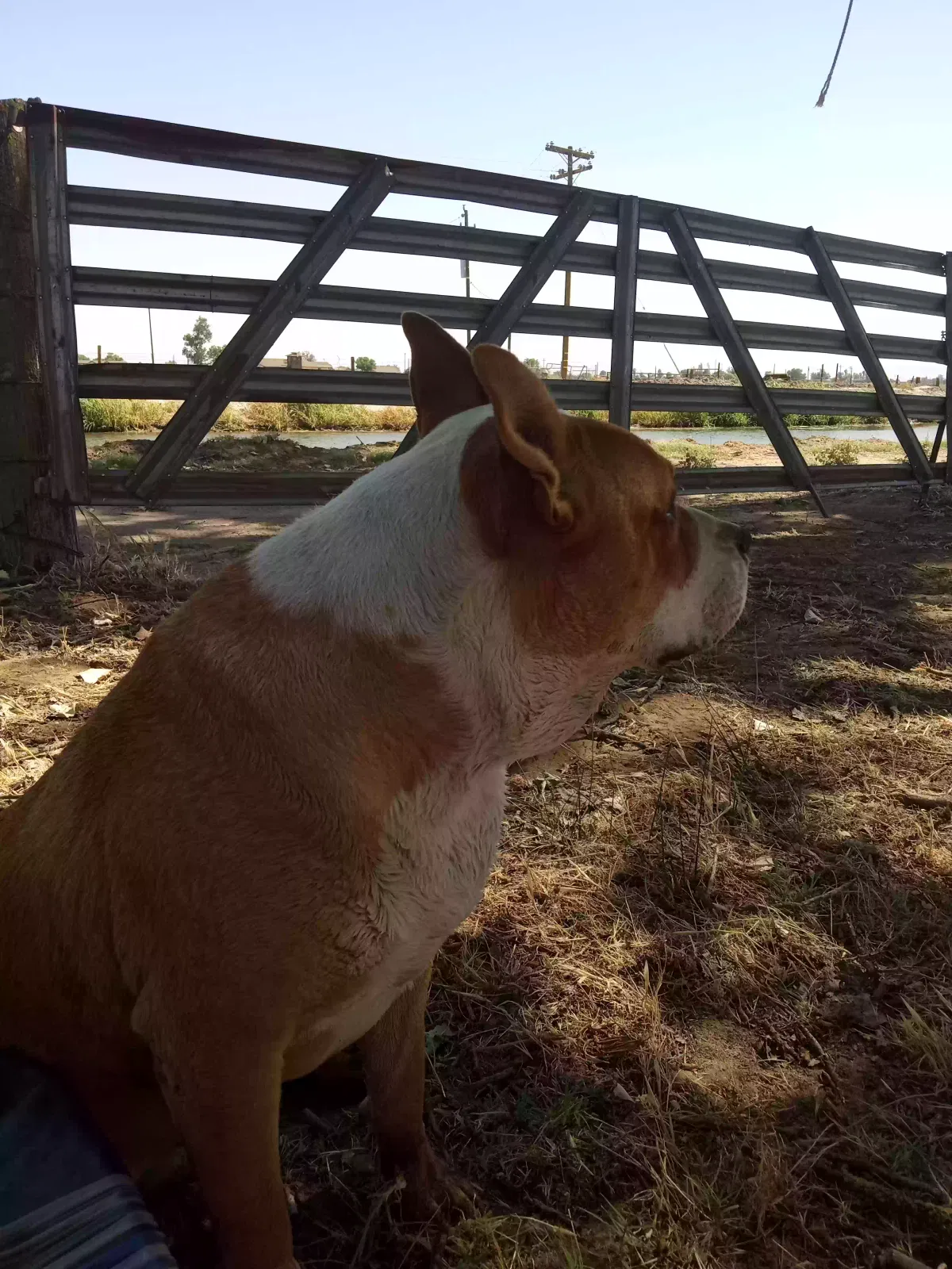 Lost dog in Stevinson, CA, 95374