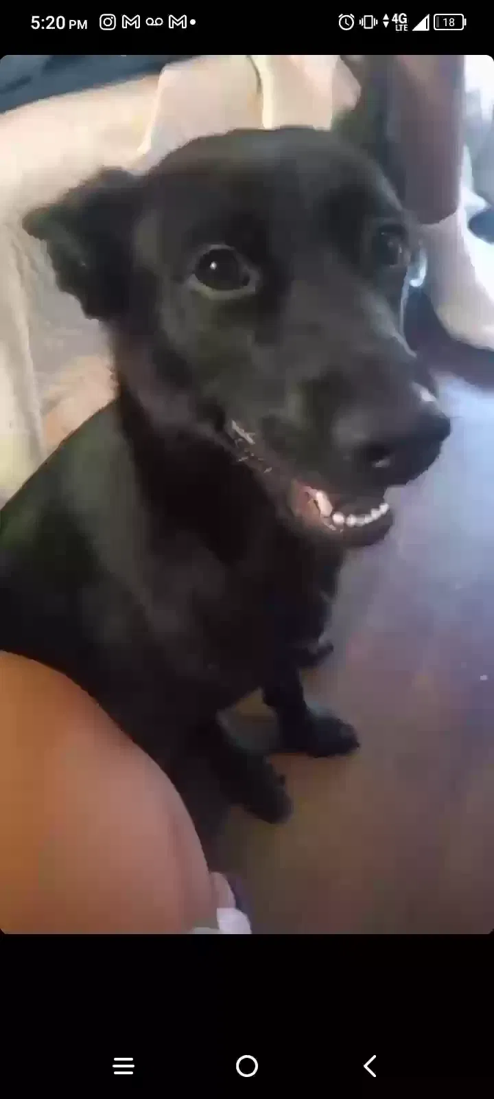 Lost dog in Dallas, TX, 75223
