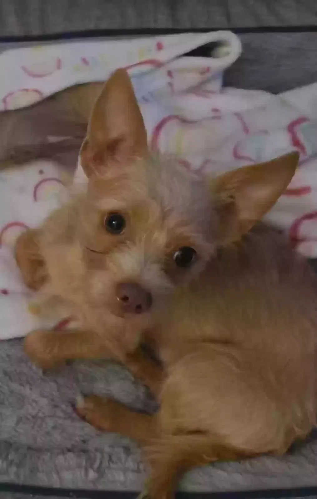 Lost dog in Groves, TX, 77619