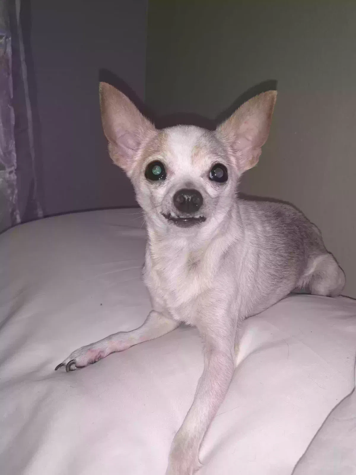 Lost dog in Corpus Christi, TX, 78411