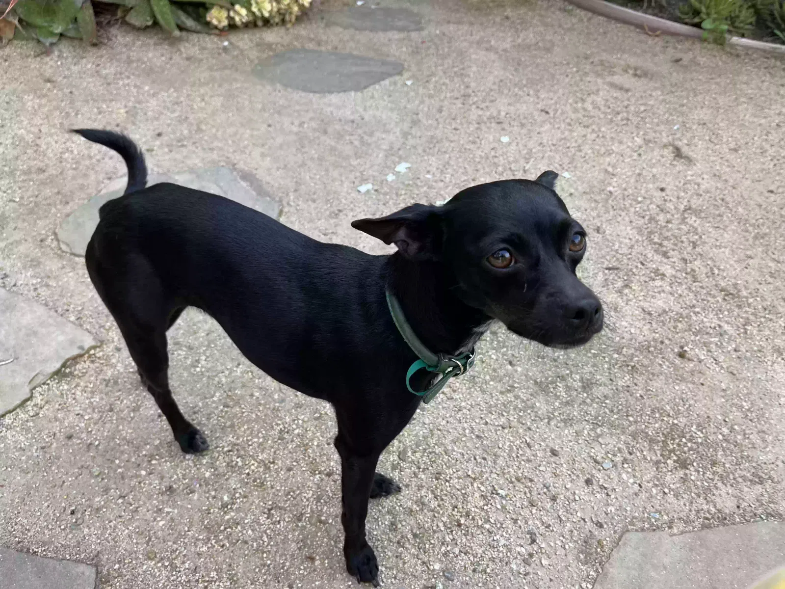 Lost dog in Los Angeles, CA, 90018