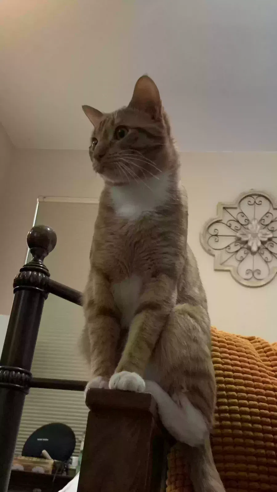 Lost cat in San Antonio, TX, 78247
