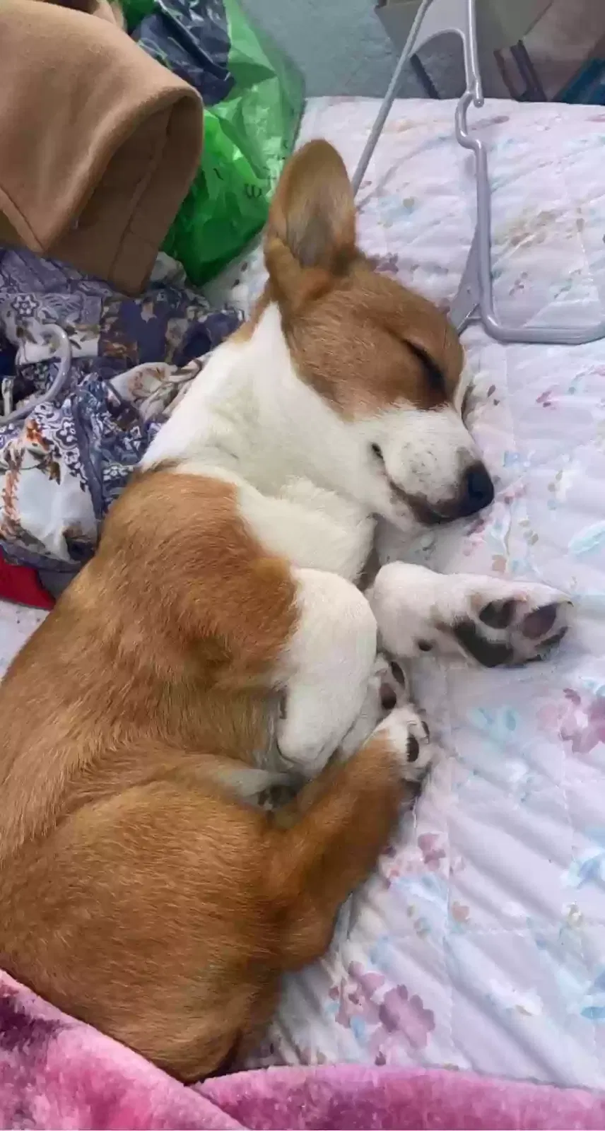 Lost dog in Sherman, TX, 75090