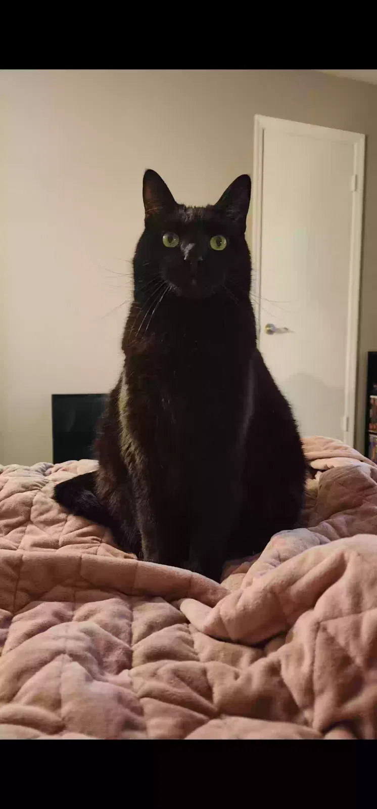 Lost cat in Augusta, GA, 30909