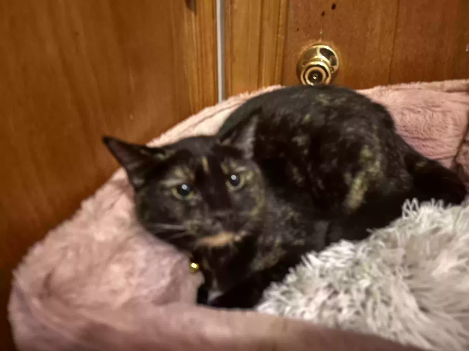 Lost cat in Richmond, VA, 23224