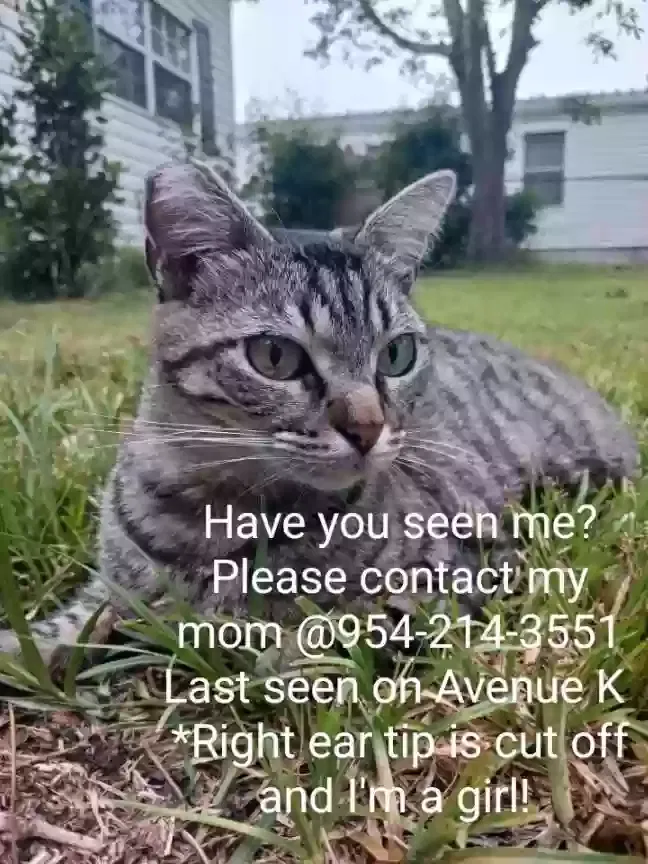 Lost cat in Ormond Beach, FL, 32174
