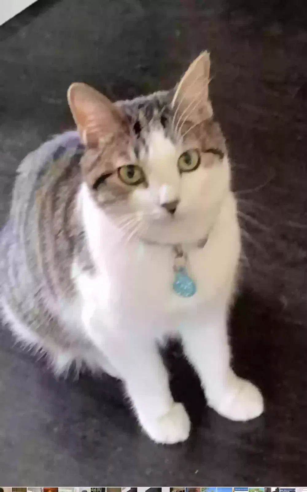 Lost cat in Denver, CO, 80211