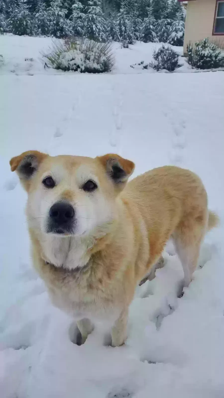 Lost dog in Brush Prairie, WA, 98606