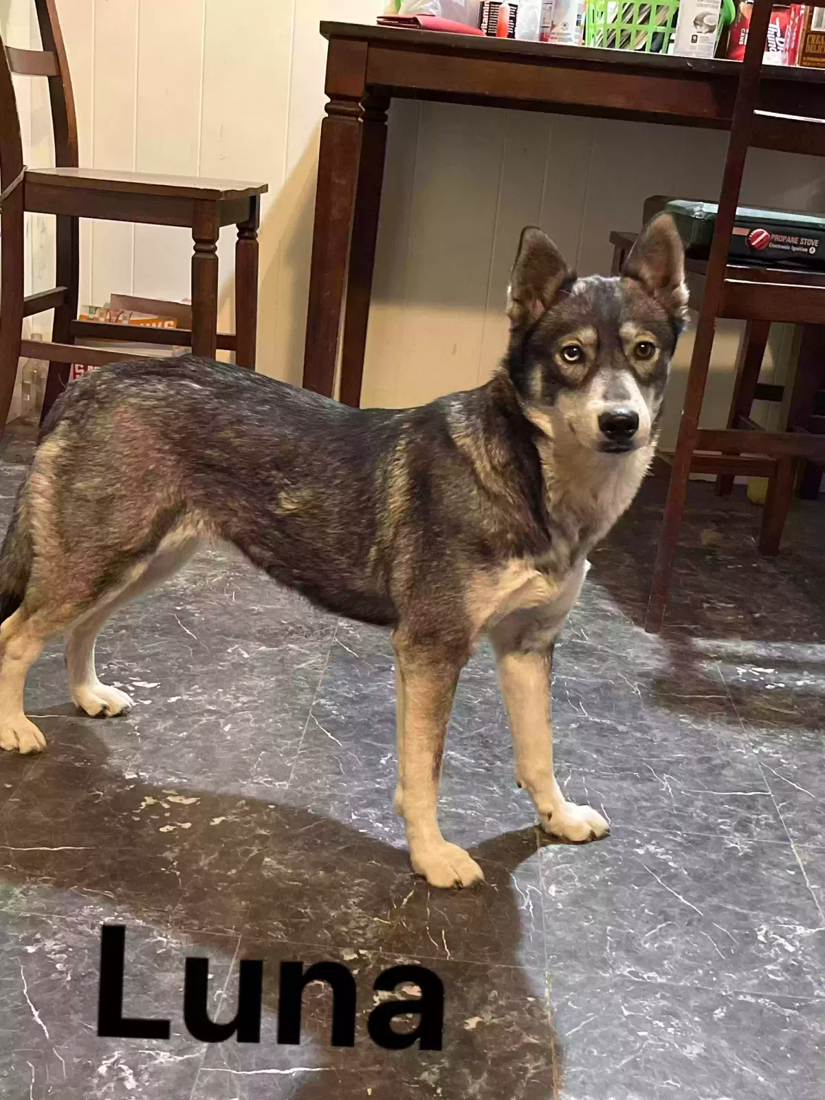 Lost dog in Wichita, KS, 67217