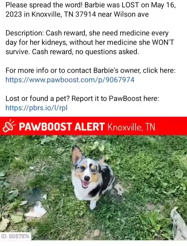 Lost dog in Knoxville, TN, 37915