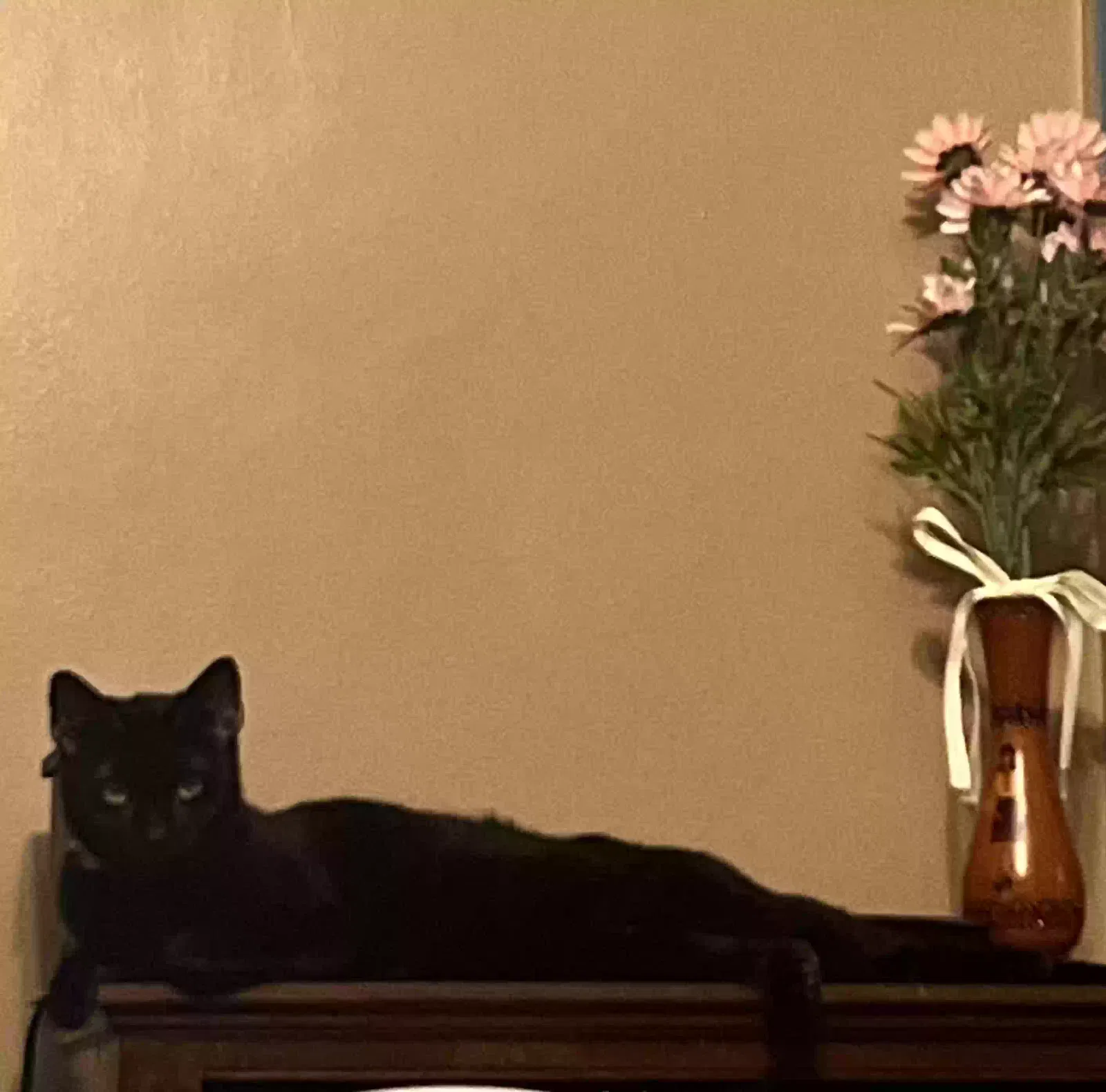 Lost cat in Cleveland, OH, 44125