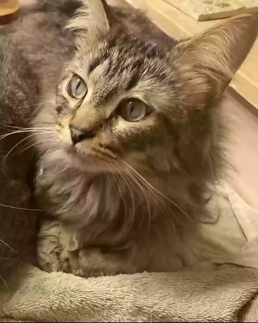 Lost cat in Bryan, OH, 43506