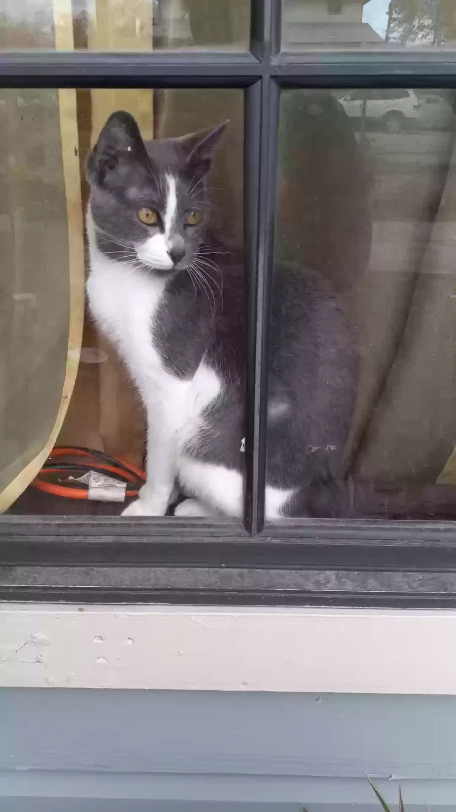 Lost cat in Cleveland, TX, 77328