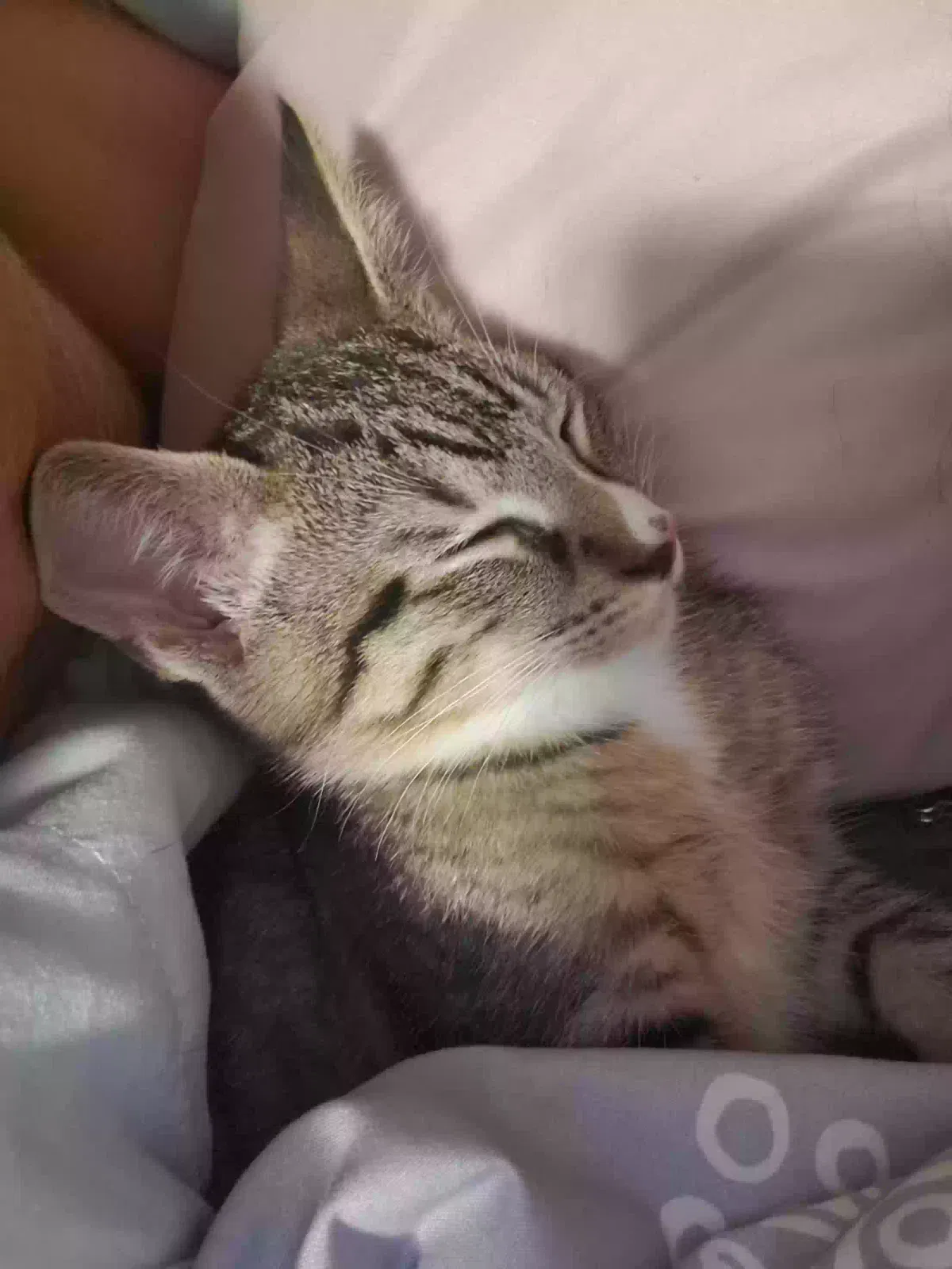 Lost cat in Otsego, MI, 49078
