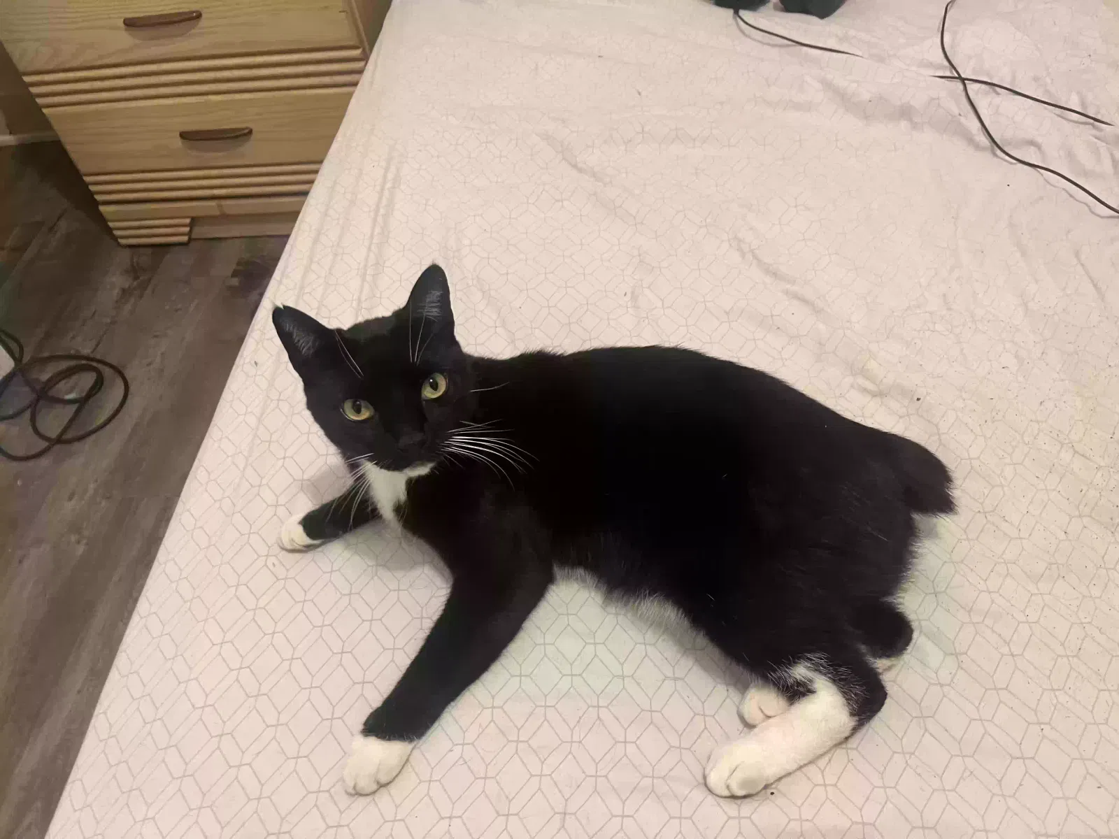 Lost cat in Laguna Hills, CA, 92653