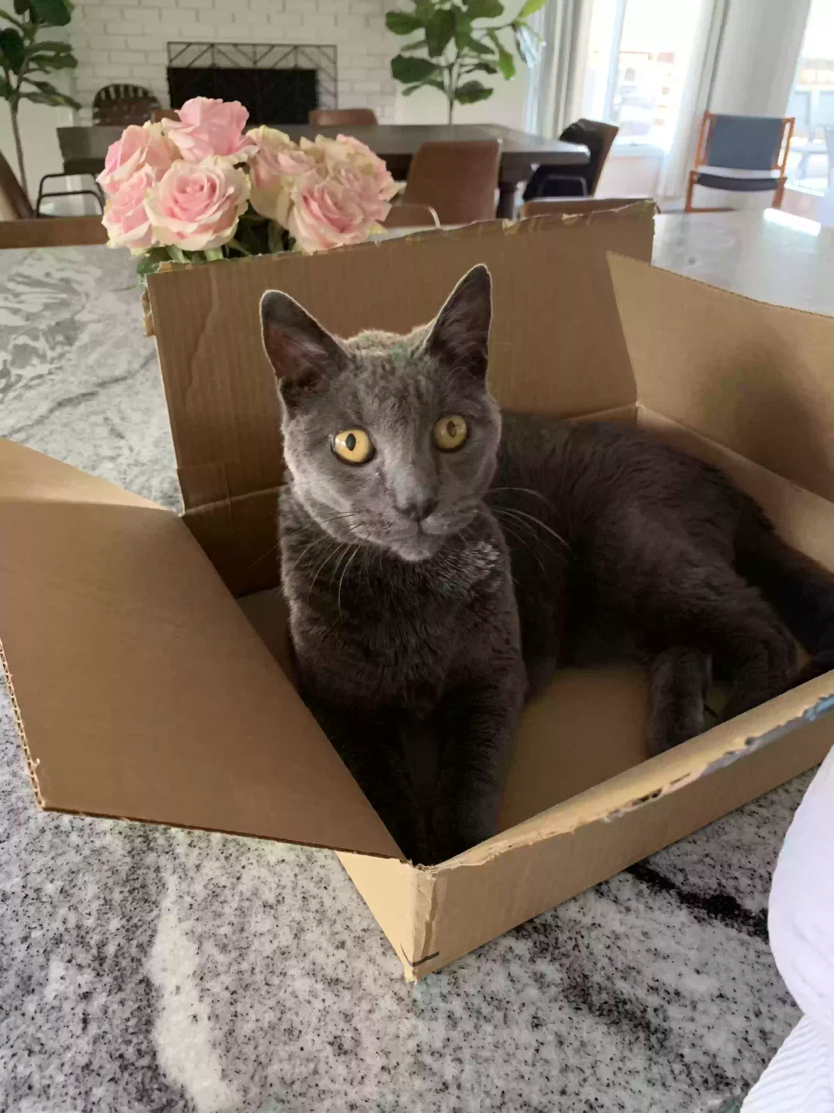 Lost cat in Naperville, IL, 60564