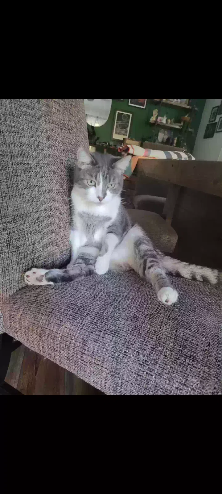 Lost cat in Temecula, CA, 92591