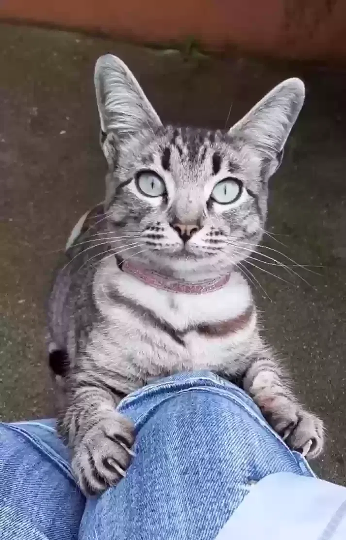 Lost cat in Norwalk, CA, 90650