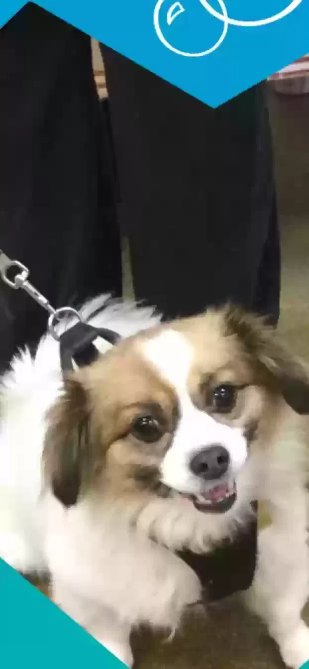 Lost dog in Riverside, CA, 92504