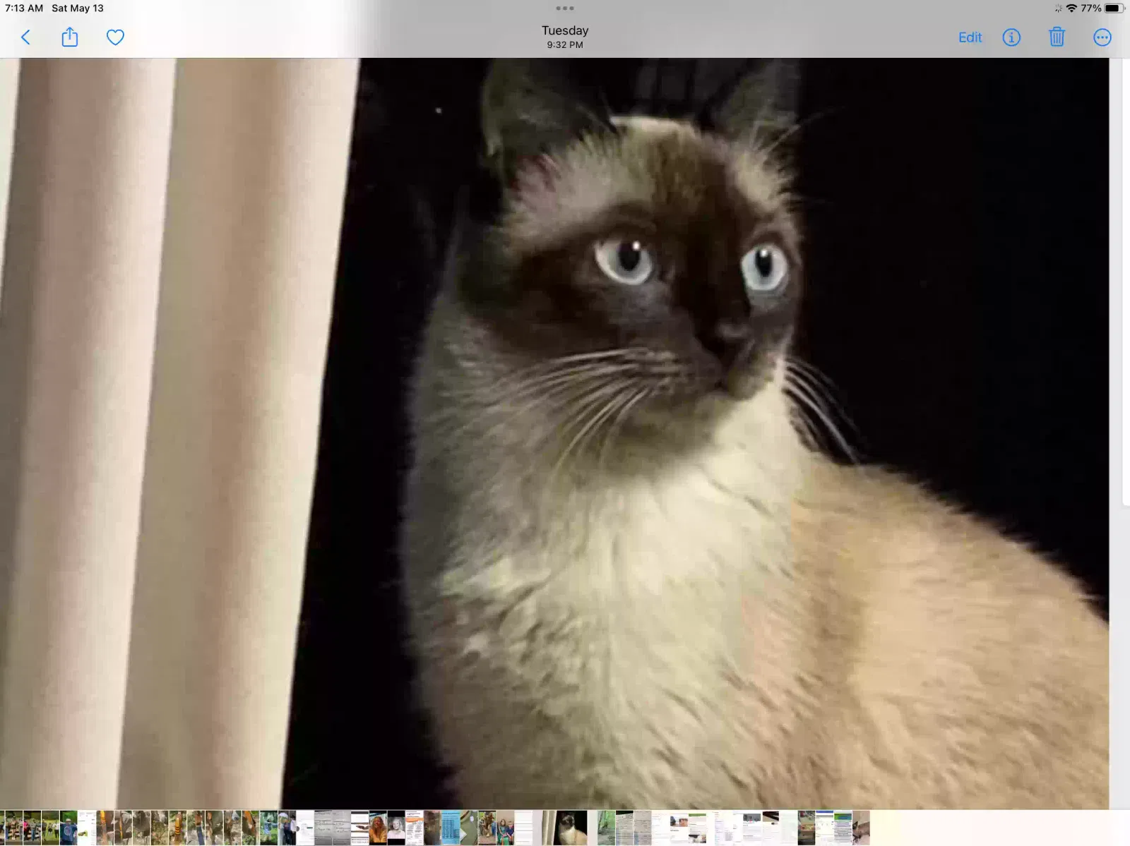 Lost cat in Unknown, TN, 37001