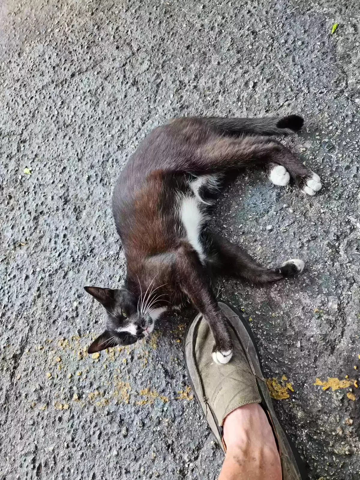 Lost cat in Tampa, FL, 33612