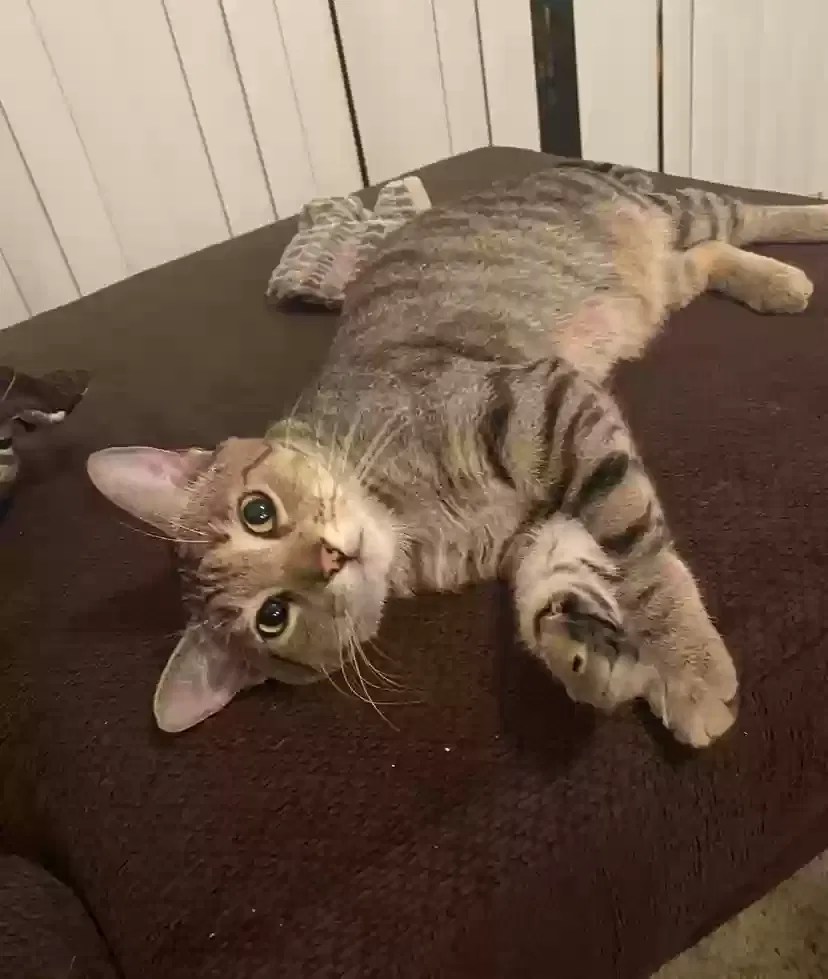 Lost cat in Nashville, TN, 37208