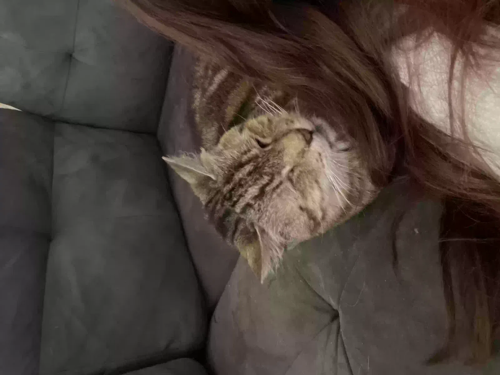 Lost cat in San Antonio, TX, 78240