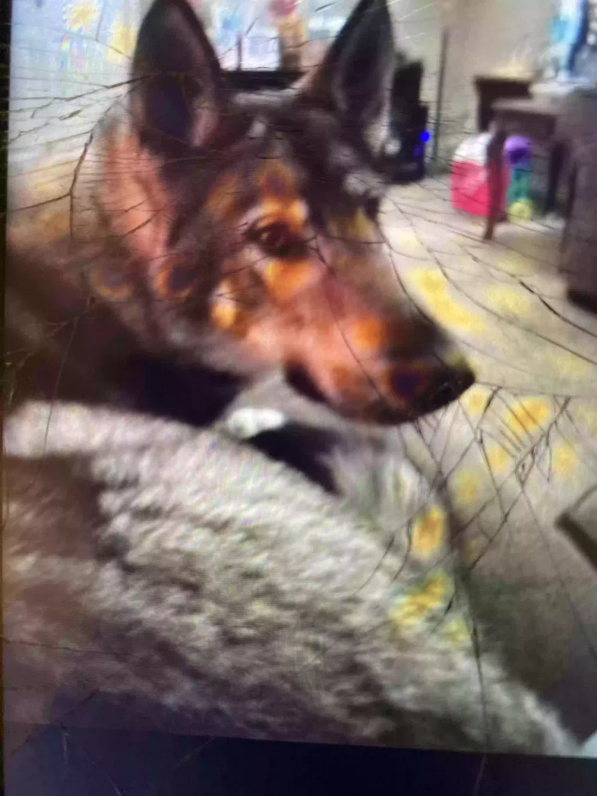 Lost dog in Marion, IN, 46953