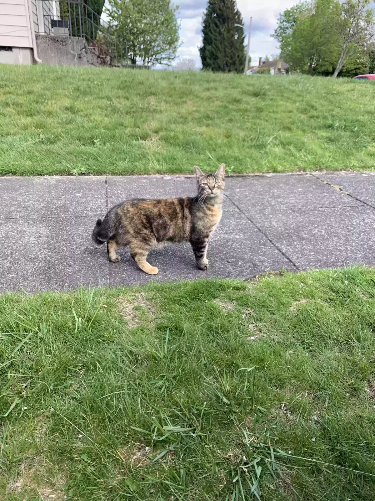 Lost cat in Tacoma, WA, 98408