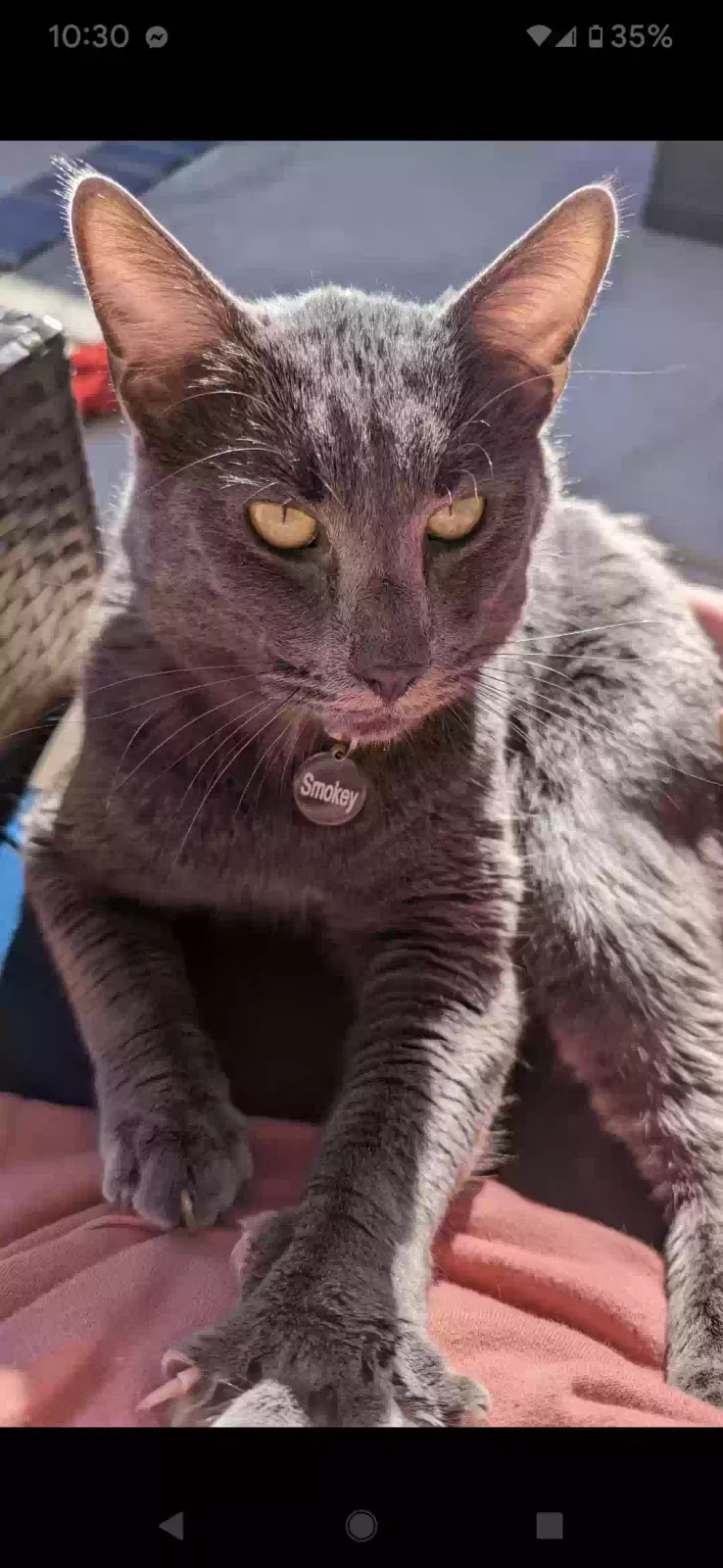 Lost cat in Albuquerque, NM, 87106
