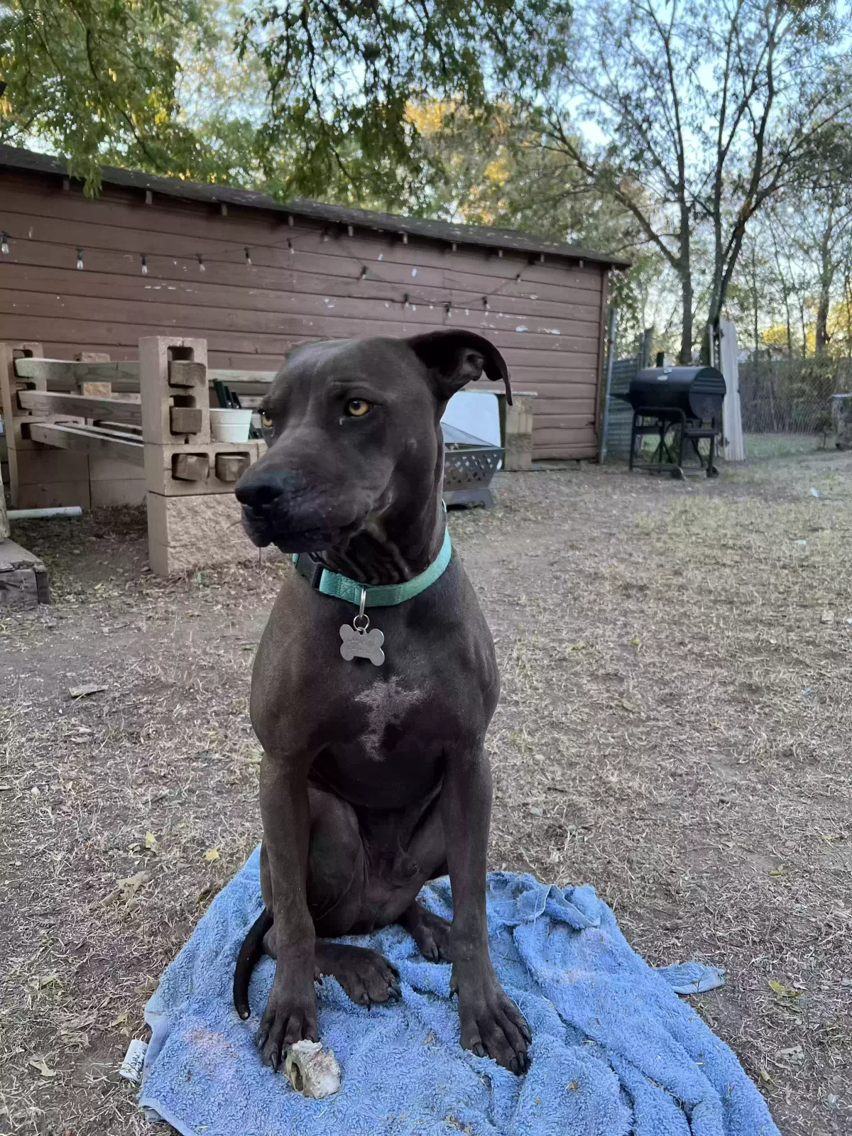 Lost dog in Waco, TX, 76705