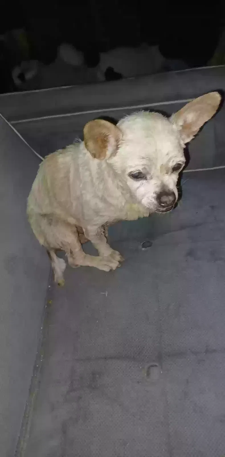 Lost dog in Sacramento, CA, 95821