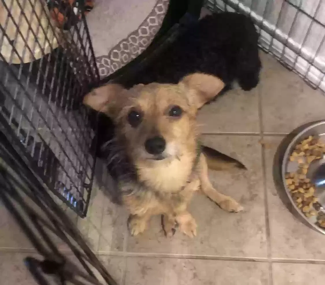 Lost dog in San Antonio, TX, 78253