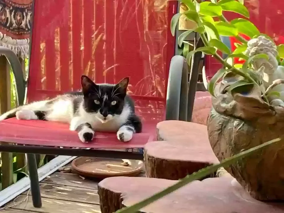 Lost cat in Saint Petersburg, FL, 33713