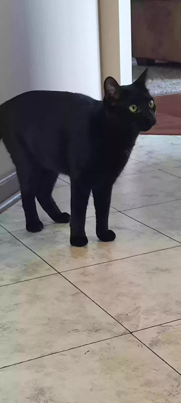 Lost cat in Camby, IN, 46113