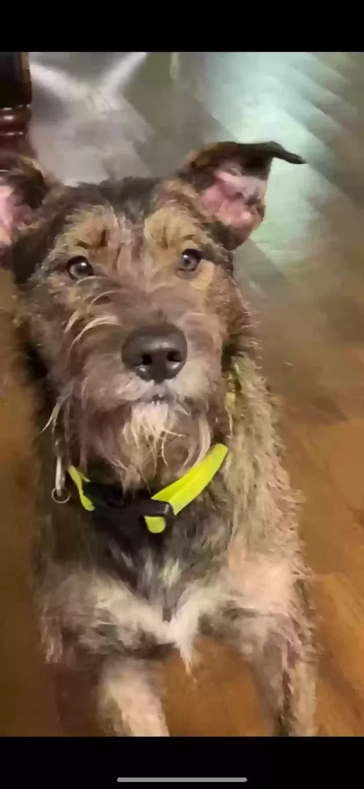 Lost dog in Lawrenceville, GA, 30043
